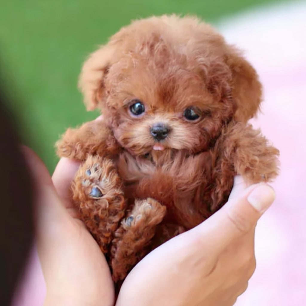 Interactive Robotic Puppy Barking Toy Companionship - Image 3