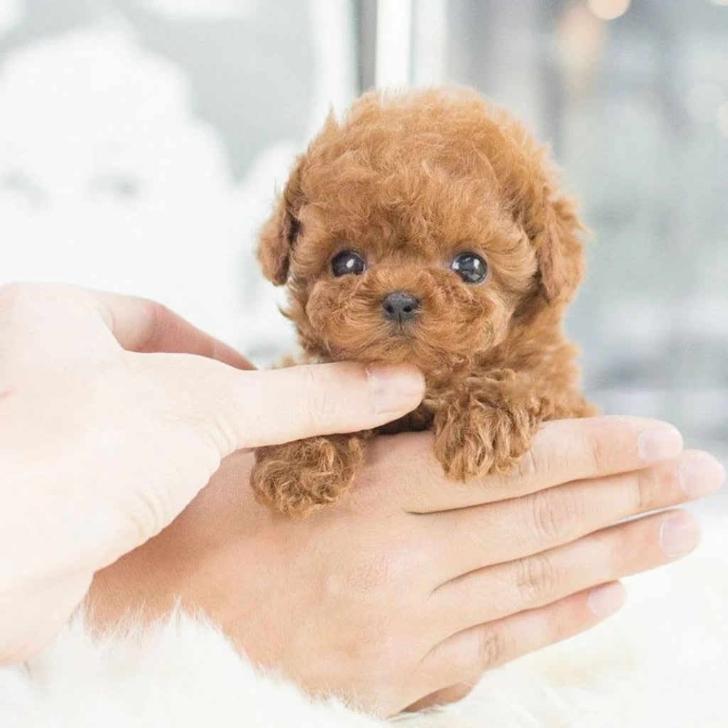 Interactive Robotic Puppy Barking Toy Companionship - Image 4