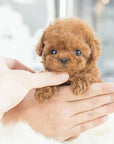 Interactive Robotic Puppy Barking Toy Companionship - Image 4
